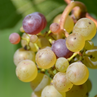 Roter Riesling Mutation ANT 6383